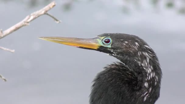 Anhinga-Männchen in seinem Brutgefieder — Stockvideo