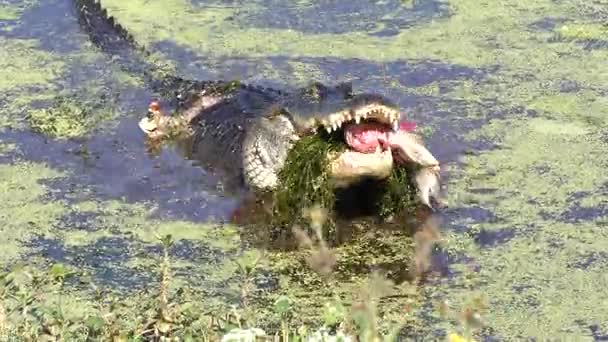 Stor alligator äta en fisk — Stockvideo