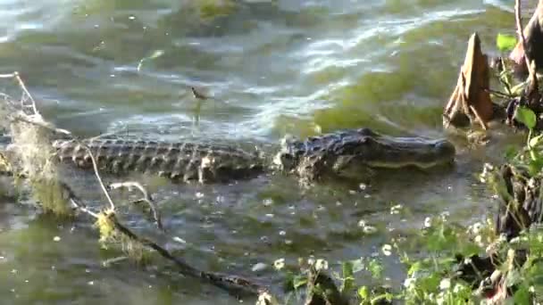 Alligator fishing near the bank of lake — Stock Video