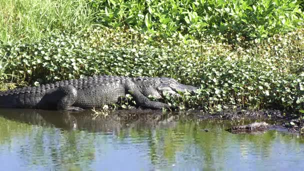 Madre y bebé cocodrilos tomando el sol — Vídeos de Stock