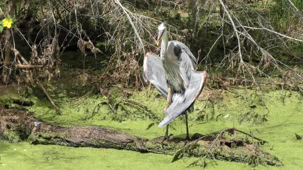 Gran Garza Azul en un tronco — Vídeos de Stock