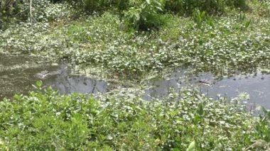 bir tane de Florida sulak takip timsah