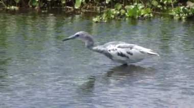 olgunlaşmamış küçük mavi balıkçıl balıkçılık gölet