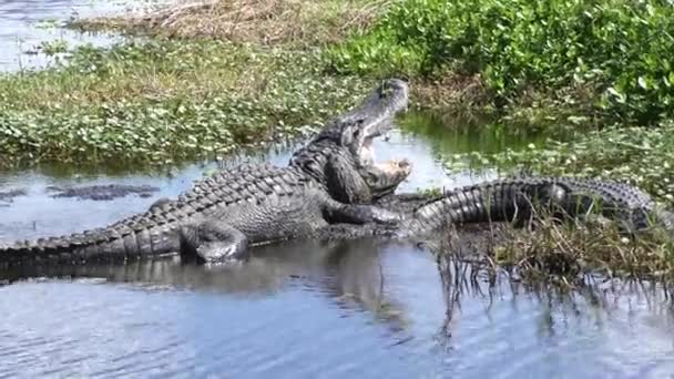 Alligator avec sa bouche grande ouverte — Video