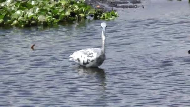 Imaturo Little Blue Heron pesca em uma lagoa — Vídeo de Stock