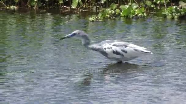 在一个池塘里的不成熟小蓝鹭捕鱼。 — 图库视频影像