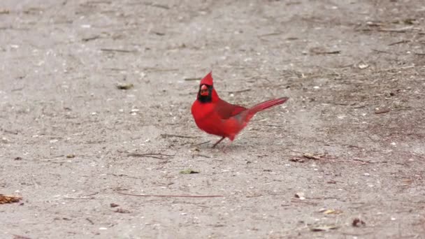 Male Northern Cardinal feeds on the ground — Stock Video