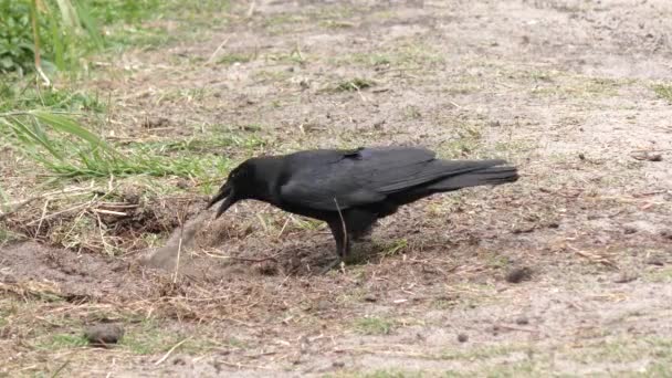 Crow pesce cercando di trovare le uova di tartaruga — Video Stock