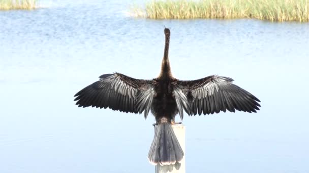 Anhinga pássaro poleiro com as asas abertas — Vídeo de Stock