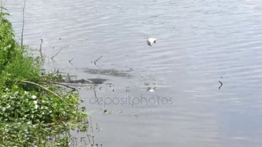 Florida gölde sudan çıkmış balık atlar
