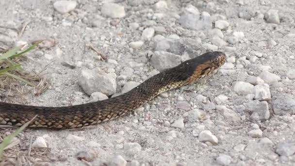 Banded serpiente de agua cruzando la carretera — Vídeo de stock