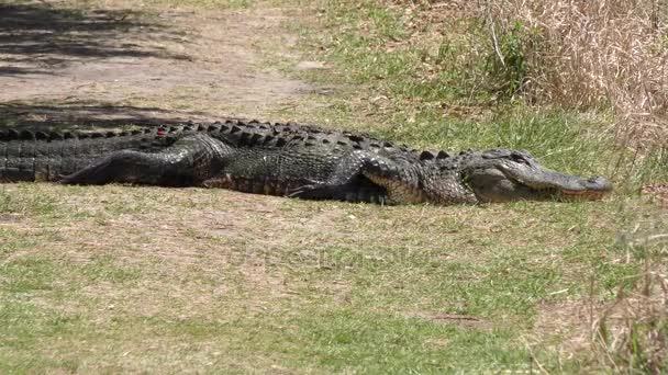 Aligator, wygrzewanie się na szlaku — Wideo stockowe