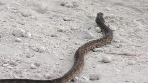 Banded agua serpiente cruce — Vídeo de stock