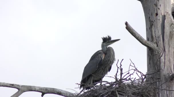 Young great blue heron in the nest — Stock Video