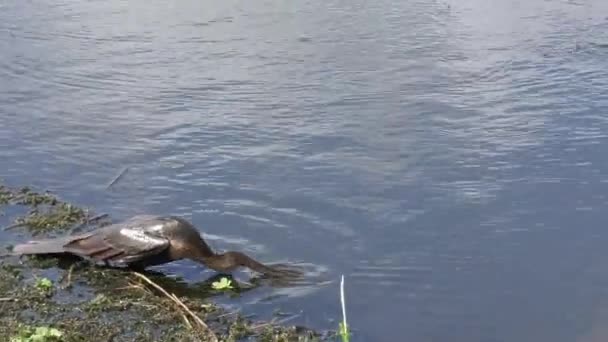 Прыжки с анхинги в озеро — стоковое видео