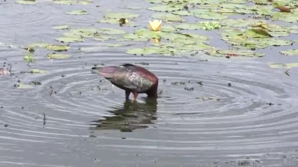 Ibis brillant se nourrit dans un lac — Video