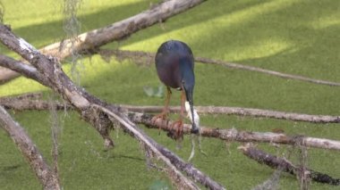 Bir gölet kurbağa Yeşil balıkçıl beslenir