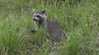 Rakun Florida sulak beslemeleri
