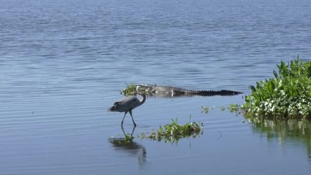 Great Blue heron and alligator in a lake — Stock Video