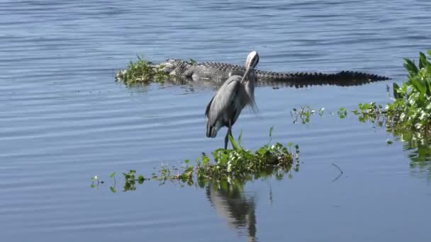 Blaureiher und Alligator in einem See — Stockvideo