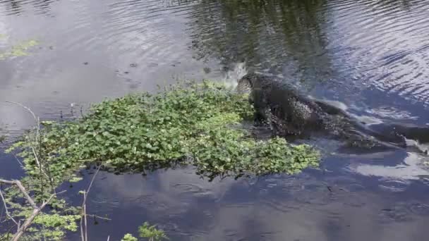 Jacaré salto para pegar um peixe — Vídeo de Stock