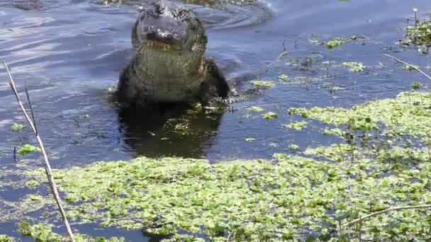 Alligator hoppa att fånga en fisk — Stockvideo