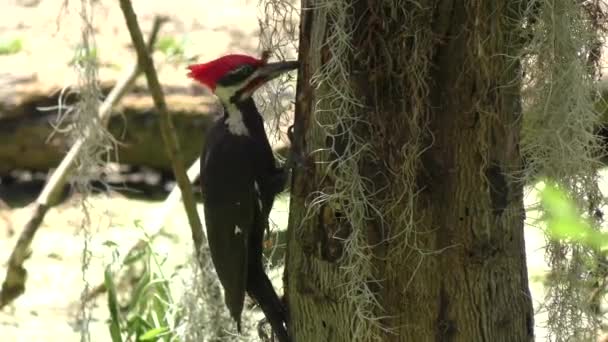 Buntspecht ernährt sich in Flora-Feuchtgebieten — Stockvideo