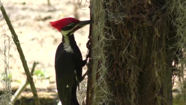 Pileated Woodpecker alimenta na Flórida Wetlands — Vídeo de Stock