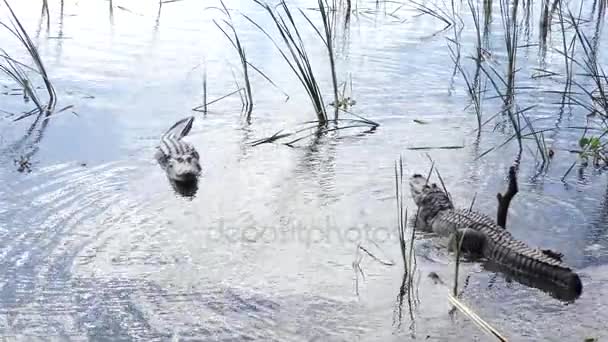 Grandes caimanes gruñendo durante la temporada de apareamiento — Vídeos de Stock