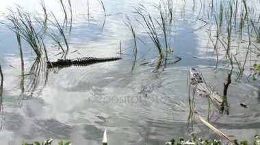 büyük timsahlar çiftleşme sırasında hırıltı