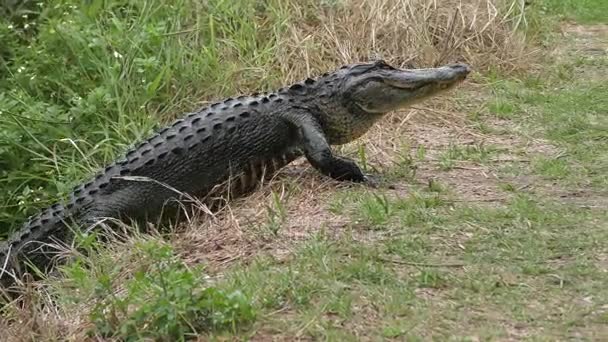 Аллигатор выходит из болота — стоковое видео