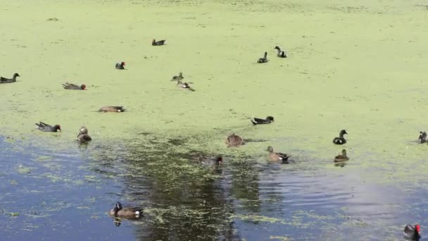 Aves pernaltas em uma lagoa — Vídeo de Stock