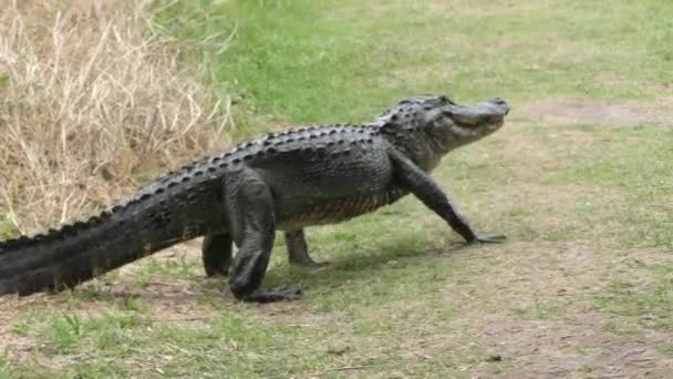 mère alligator protège son bébé 