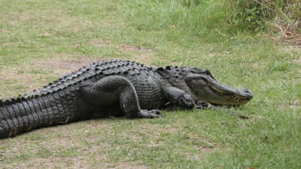 Aligator matki chroni jej dziecko — Wideo stockowe