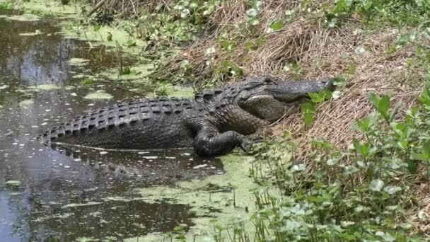 Un grand alligator sort de l'eau 