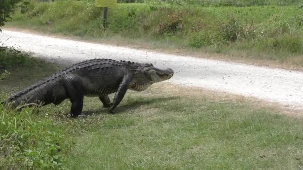 Grote alligator kruising weg — Stockvideo