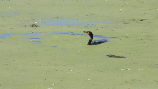Double-crested Cormorant feeds — Stock Video