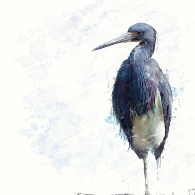 Tricolored Heron suluboya