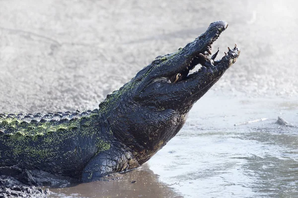 Alligator äta en fisk — Stockfoto