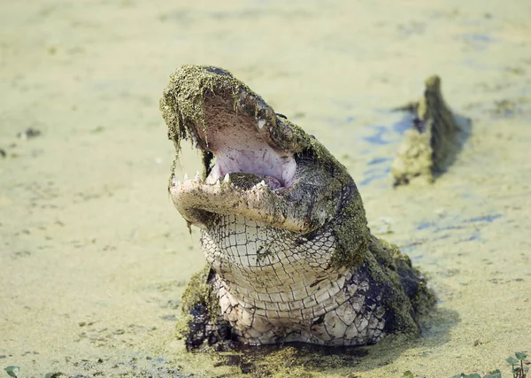 Alligator mit offenem Maul — Stockfoto