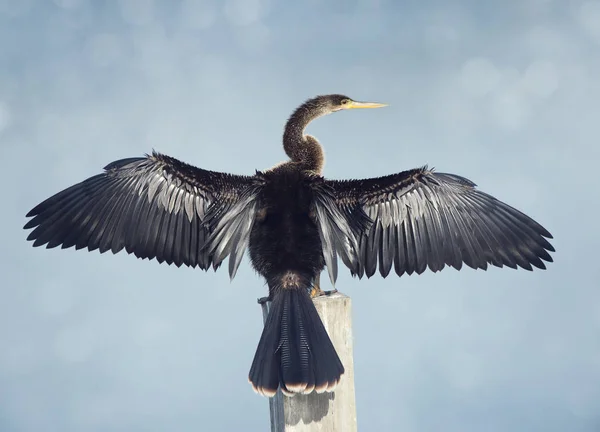 Anhinga rozpościera skrzydła — Zdjęcie stockowe