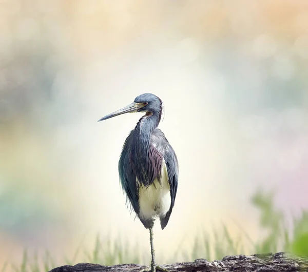 Tricolored Heron perches — Stock Photo, Image