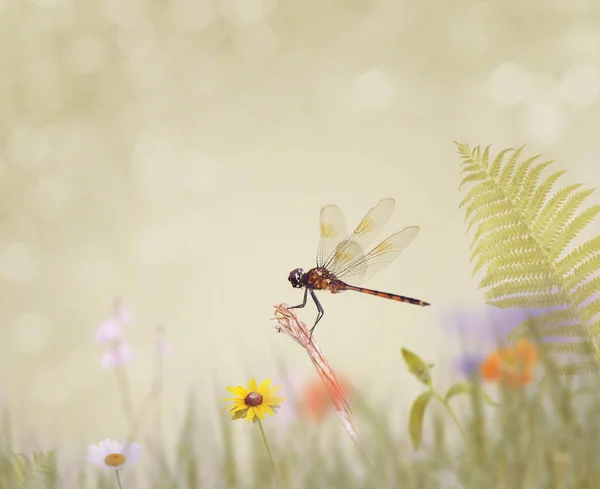 Dragonfly zit op het gras — Stockfoto