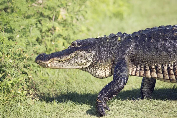 Grande alligatore a piedi — Foto Stock