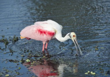 Pembe kaşıkçı bir gölde