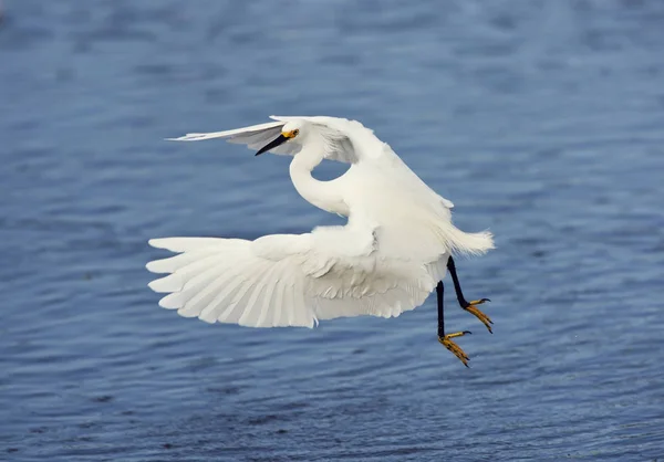 Snowy Egret in flight — Stock Photo, Image