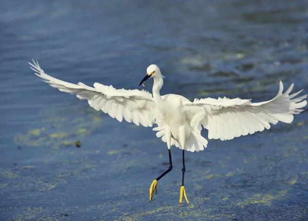 Snowy egret i flyg — Stockfoto