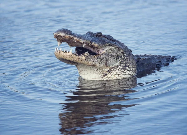 Großer Alligator mit einem Fisch — Stockfoto