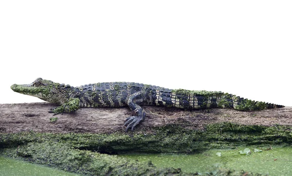 Cocodrilo joven en un tronco — Foto de Stock