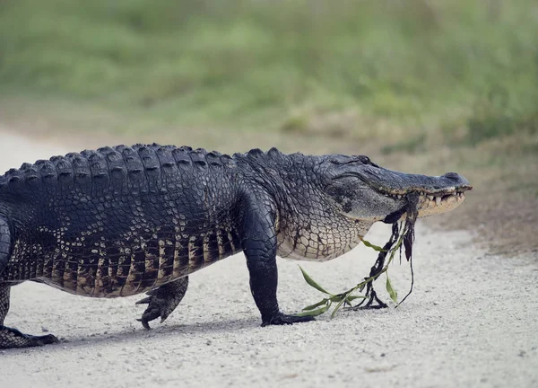 Alligator marche avec quelques plantes dans sa bouche — Photo